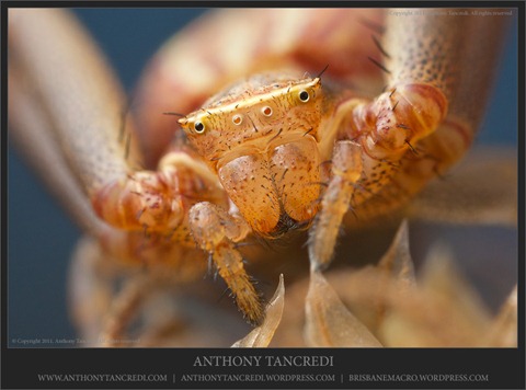 Long crab spider